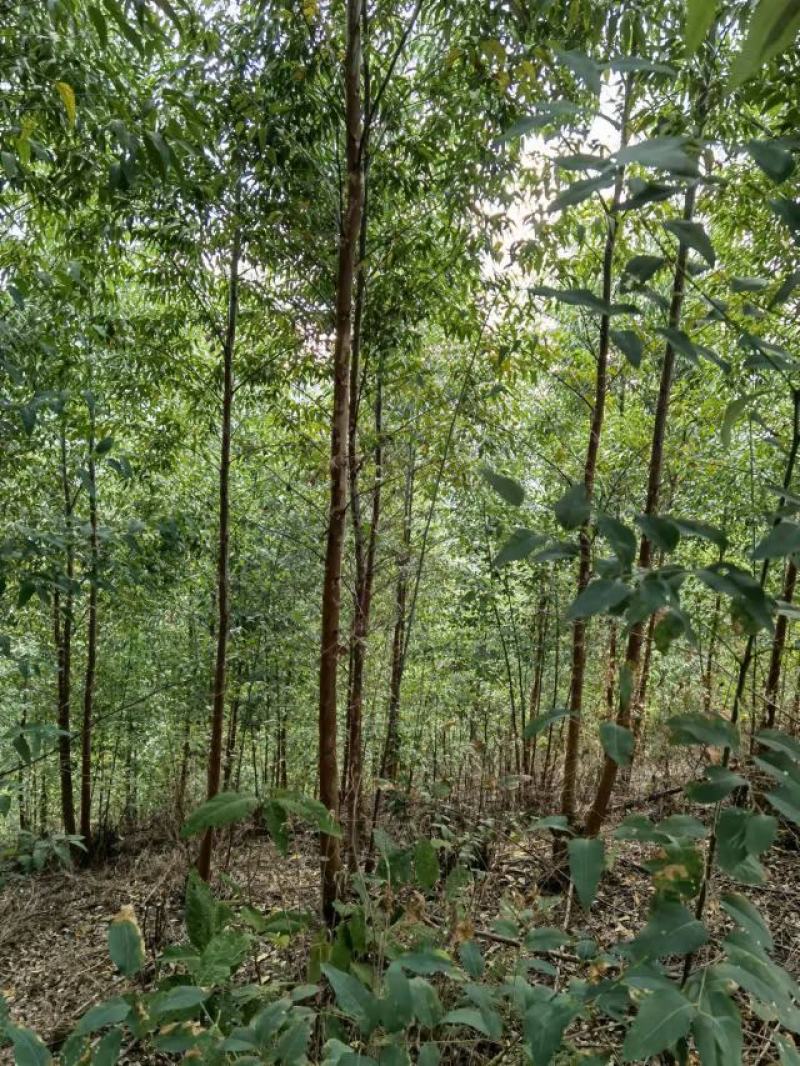 贵州省兴义市册亨县与广西田林县板桃乡交界万亩桉树基地转让