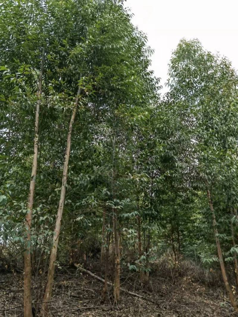 贵州省兴义市册亨县与广西田林县板桃乡交界万亩桉树基地转让