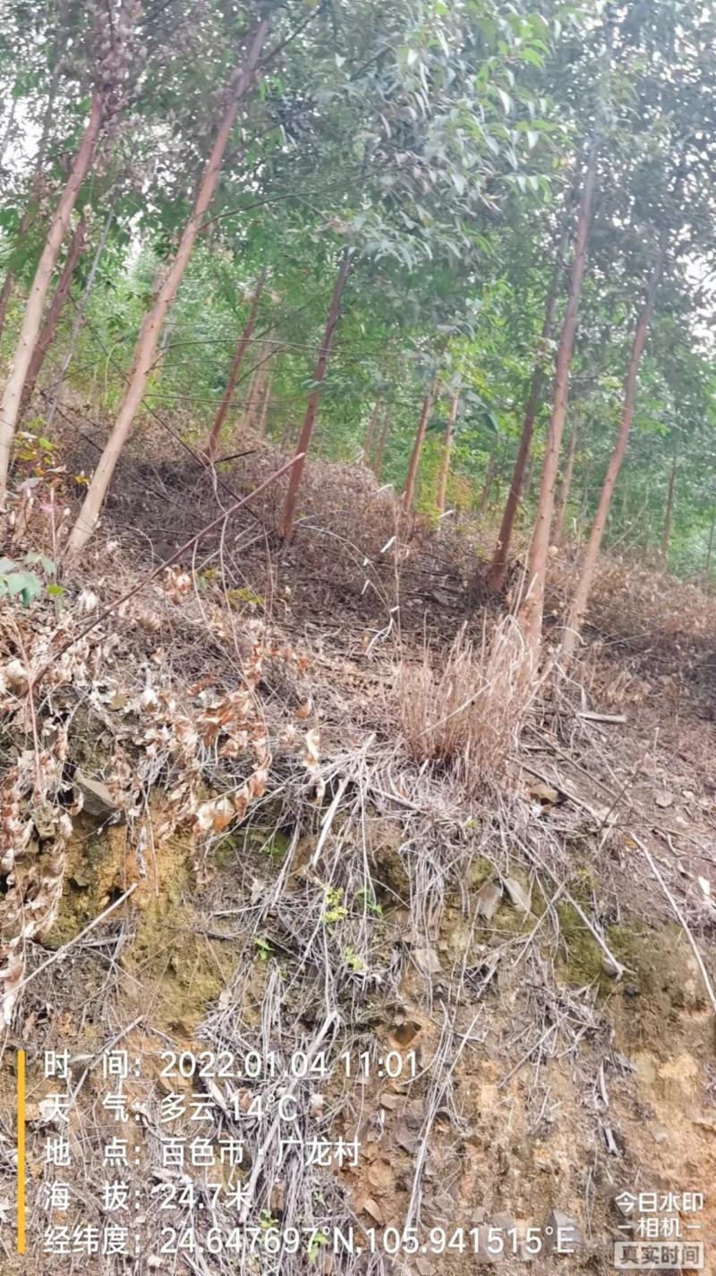贵州省兴义市册亨县与广西田林县板桃乡交界万亩桉树基地转让