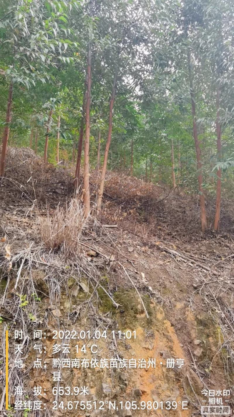 贵州省兴义市册亨县与广西田林县板桃乡交界万亩桉树基地转让