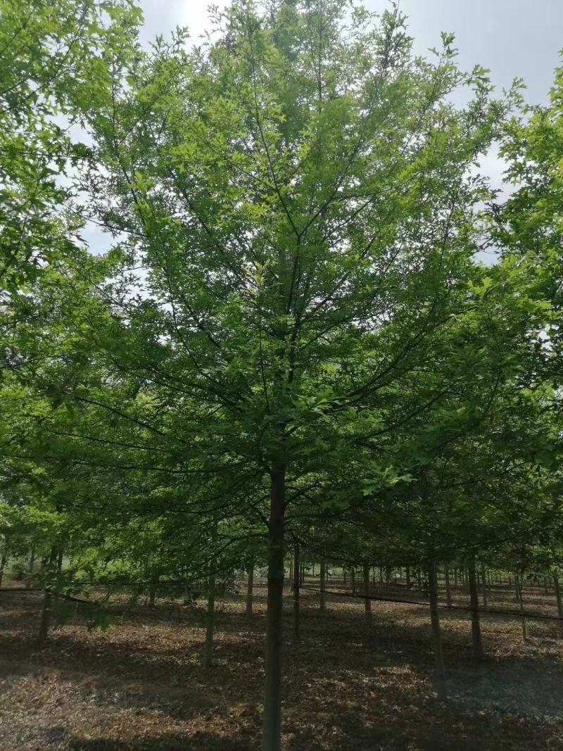 橡树美国红栎娜塔莉10-18公分苗圃一手货源。