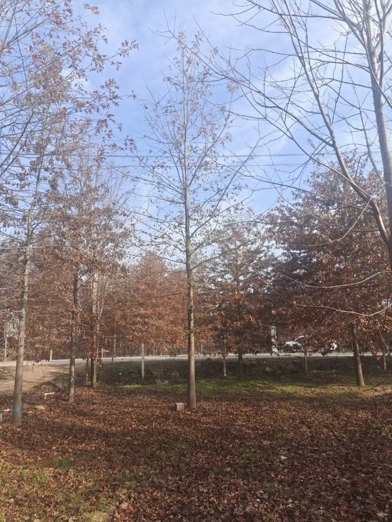 橡树美国红栎娜塔莉10-18公分苗圃一手货源。