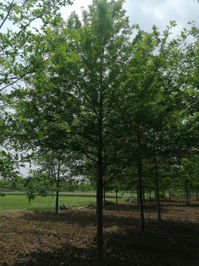 橡树美国红栎娜塔莉10-18公分苗圃一手货源。