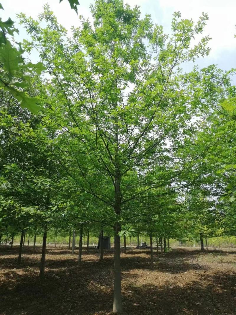 橡树美国红栎娜塔莉10-18公分苗圃一手货源。