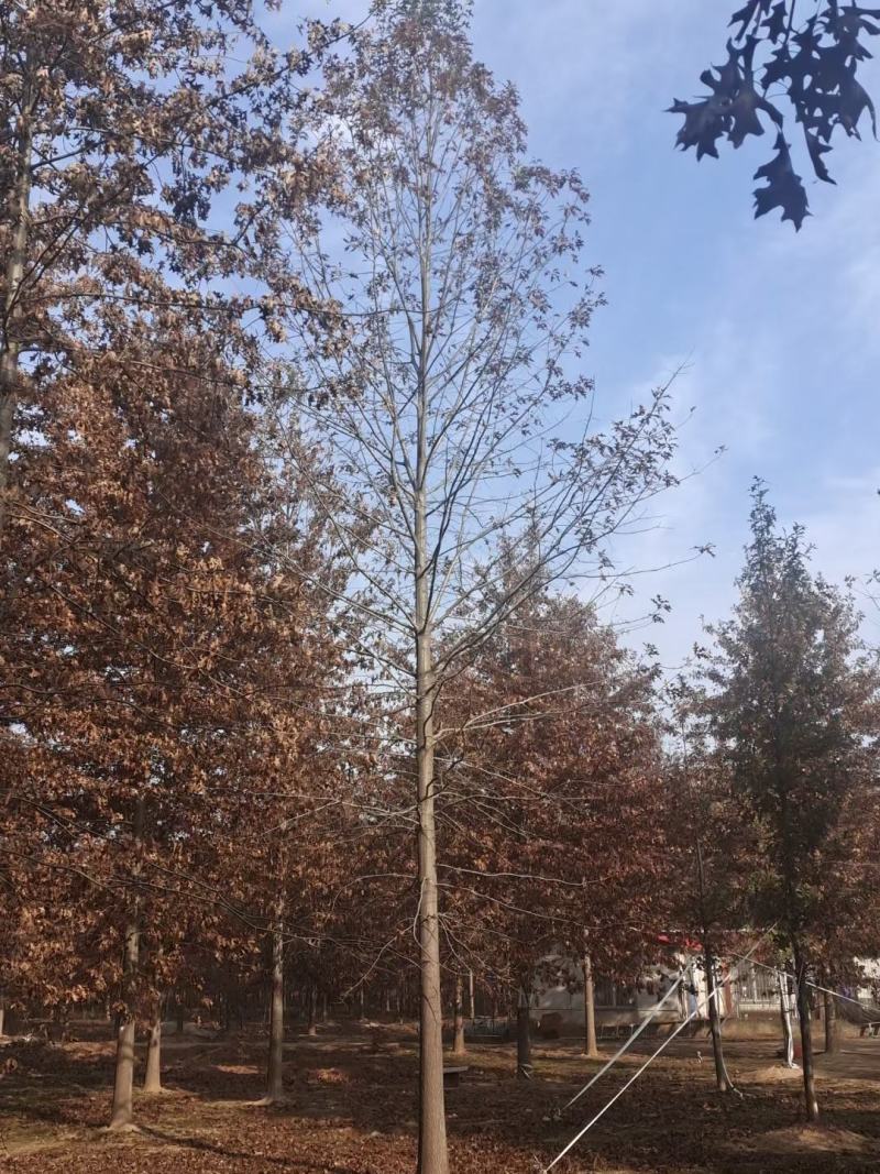 橡树美国红栎娜塔莉10-18公分苗圃一手货源。