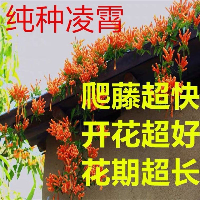 凌霄花苗大花爬墙爬藤植物中国美国凌霄树苗阳台庭院别墅四季