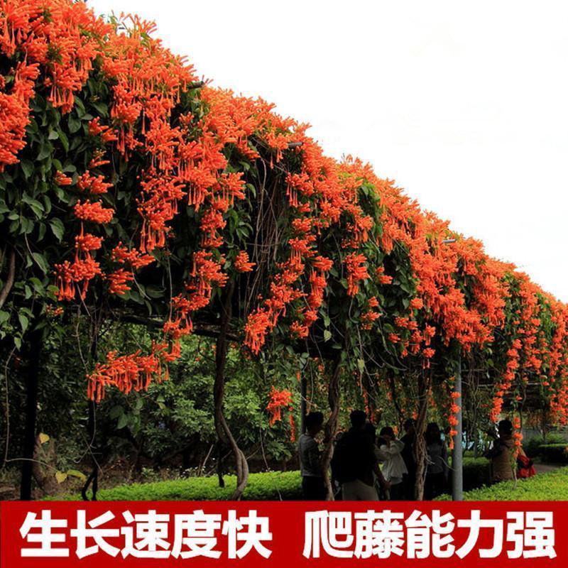 凌霄花苗大花爬墙爬藤植物中国美国凌霄树苗阳台庭院别墅四季