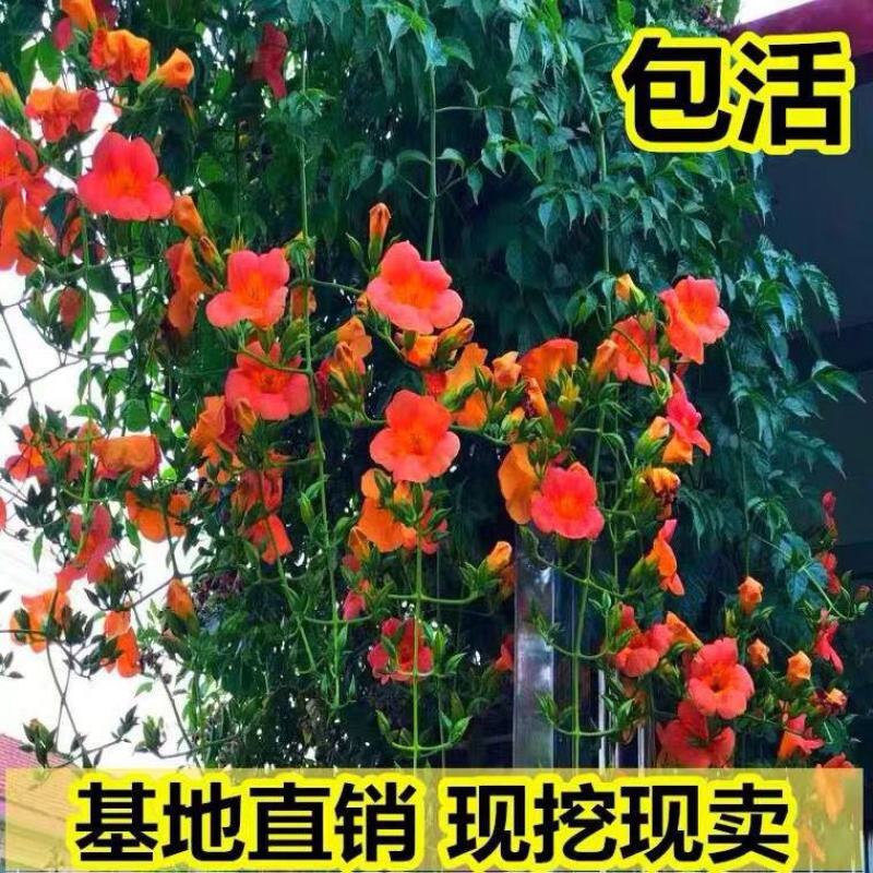 凌霄花苗大花爬墙爬藤植物中国美国凌霄树苗阳台庭院别墅四季