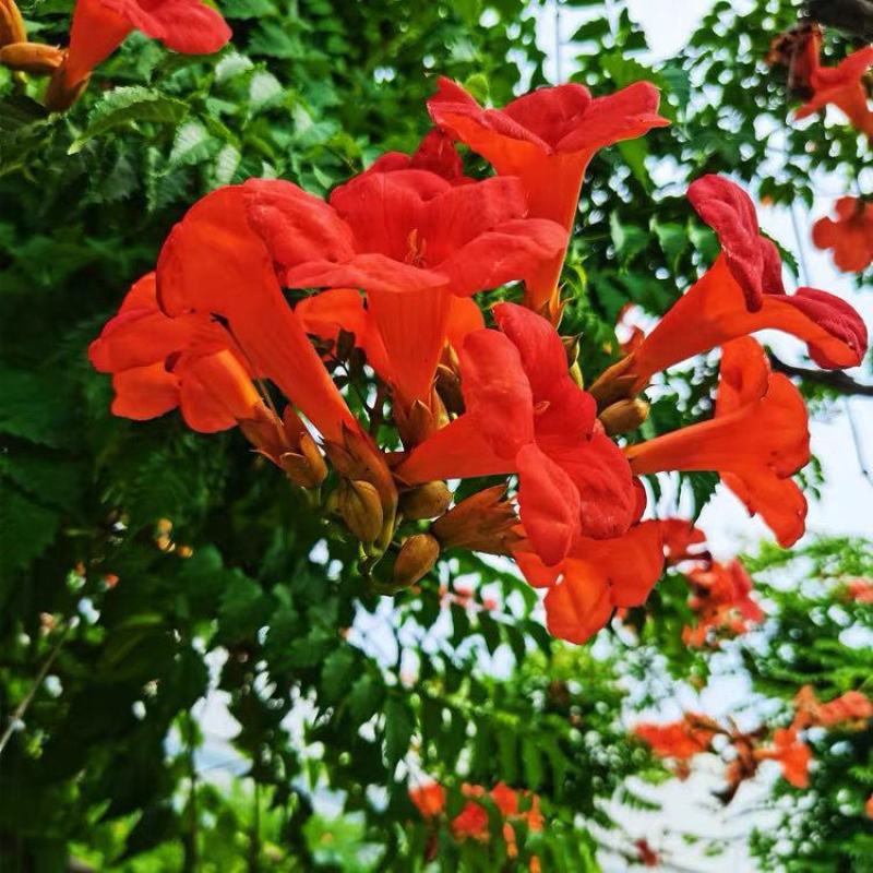 凌霄花苗大花爬墙爬藤植物中国美国凌霄树苗阳台庭院别墅四季