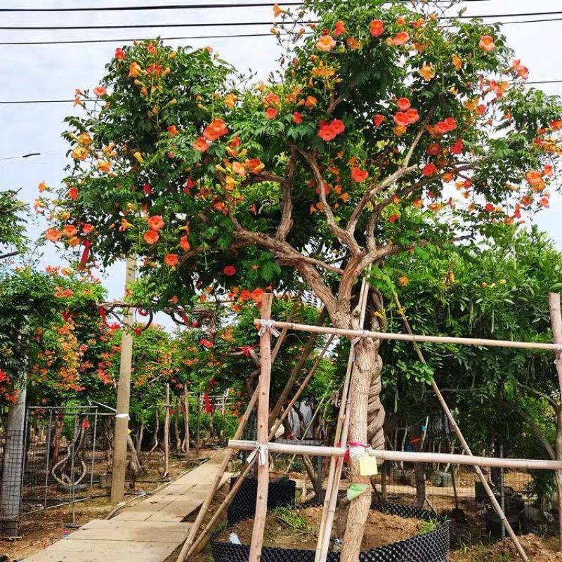 凌霄花苗大花爬墙爬藤植物中国美国凌霄树苗阳台庭院别墅四季