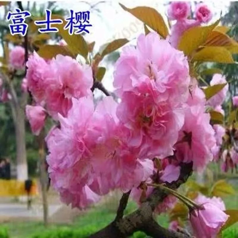 日本樱桃苗，樱花好看，基地直发品种保证正品。死苗免费补发