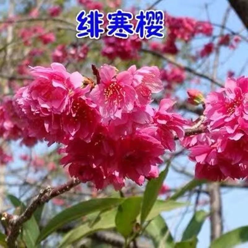 日本樱桃苗，樱花好看，基地直发品种保证正品。死苗免费补发