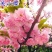 日本樱桃苗，樱花好看，基地直发品种保证正品。死苗免费补发
