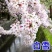 日本樱桃苗，樱花好看，基地直发品种保证正品。死苗免费补发