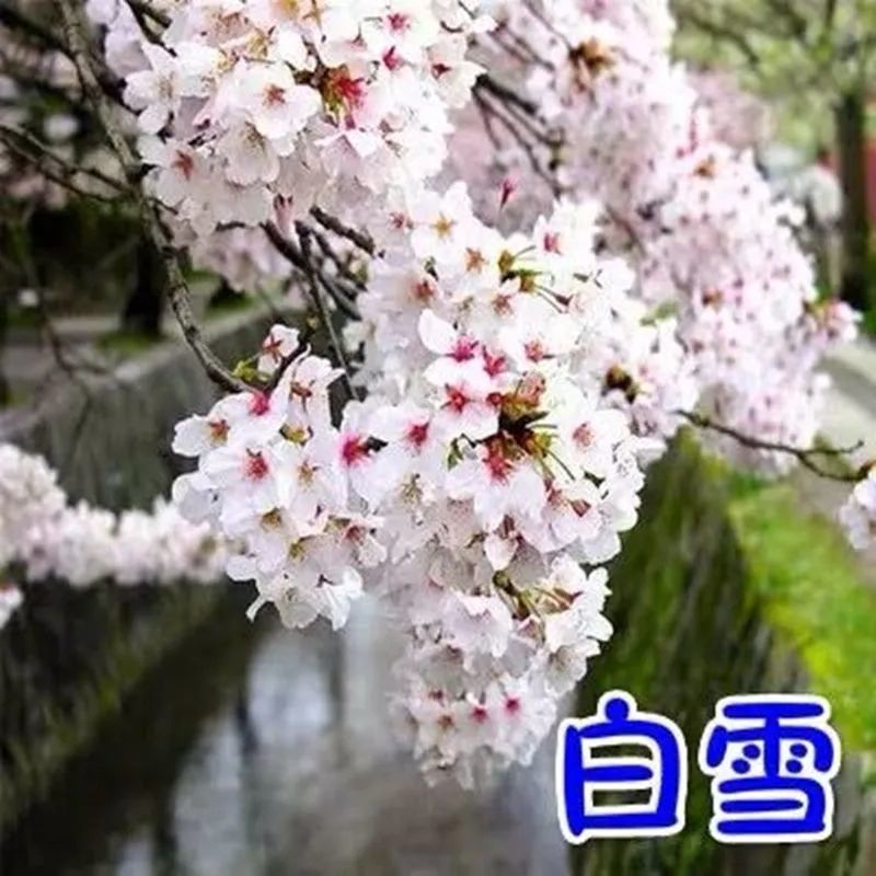 日本樱桃苗，樱花好看，基地直发品种保证正品。死苗免费补发