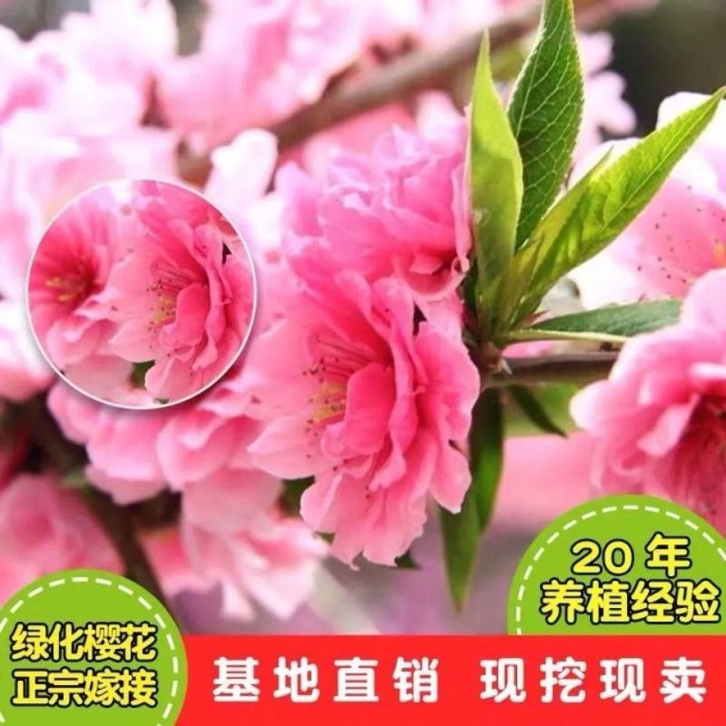 日本樱桃苗，樱花好看，基地直发品种保证正品。死苗免费补发