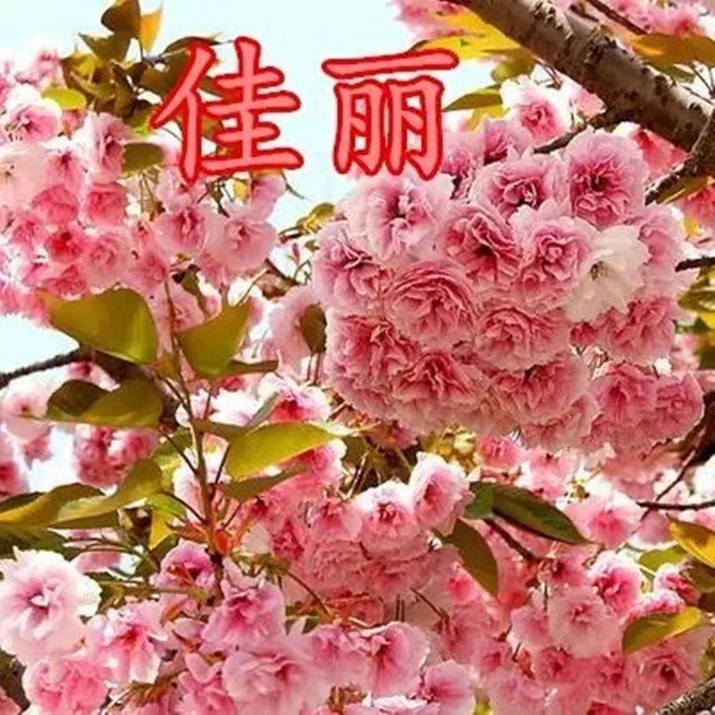 日本樱桃苗，樱花好看，基地直发品种保证正品。死苗免费补发