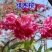日本樱桃苗，樱花好看，基地直发品种保证正品。死苗免费补发