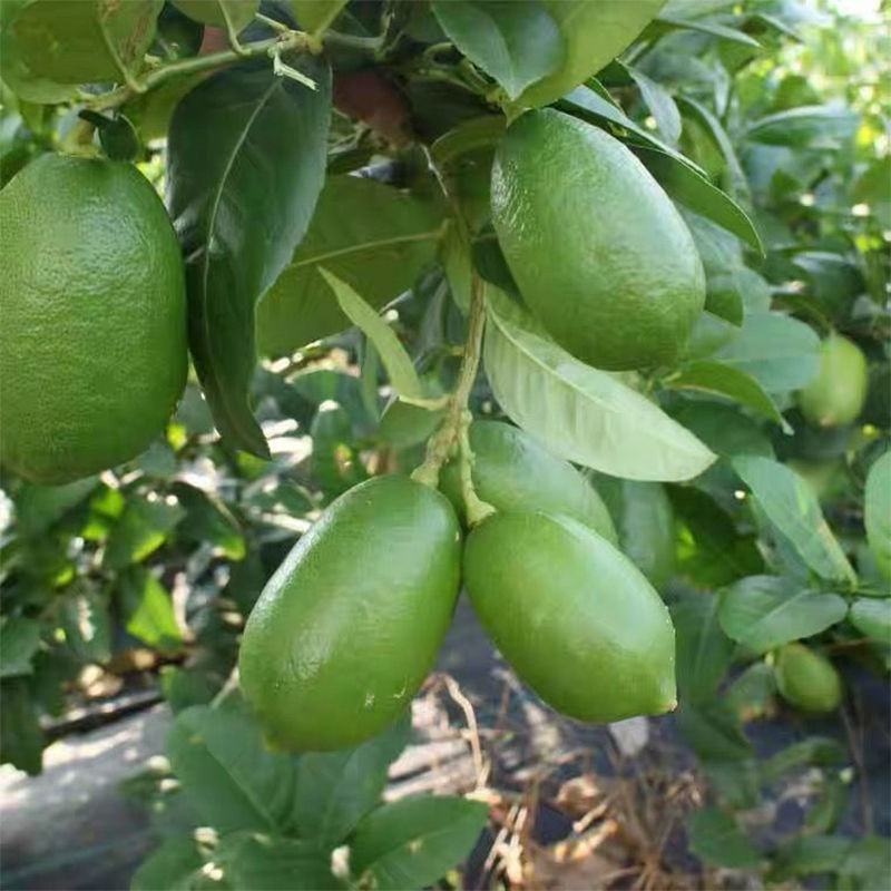四季香水柠檬树苗带花水果苗盆栽绿植室内阳台庭院植物当年结