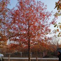 橡树美国红栎娜塔莉10-18公分苗圃一手货源。