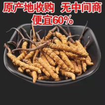 原产地直销冬虫夏草虫草个头饱满极速发货干净卫生