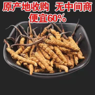 原产地直销冬虫夏草虫草个头饱满极速发货干净卫生