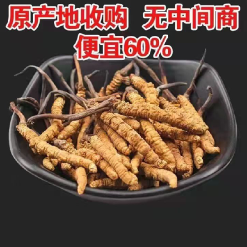 原产地直销冬虫夏草虫草个头饱满极速发货干净卫生