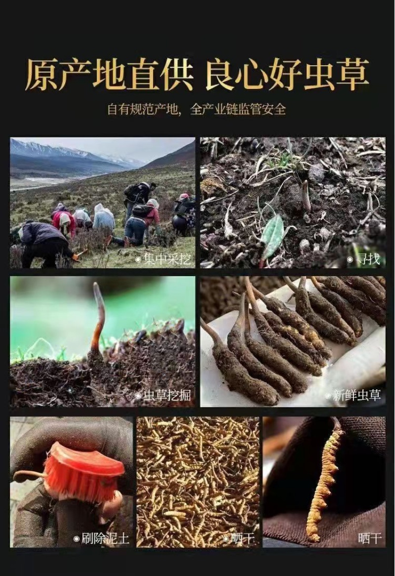 原产地直销冬虫夏草虫草个头饱满极速发货干净卫生