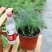 莳萝种子香料种籽香草茴香籽春秋种植香味浓郁