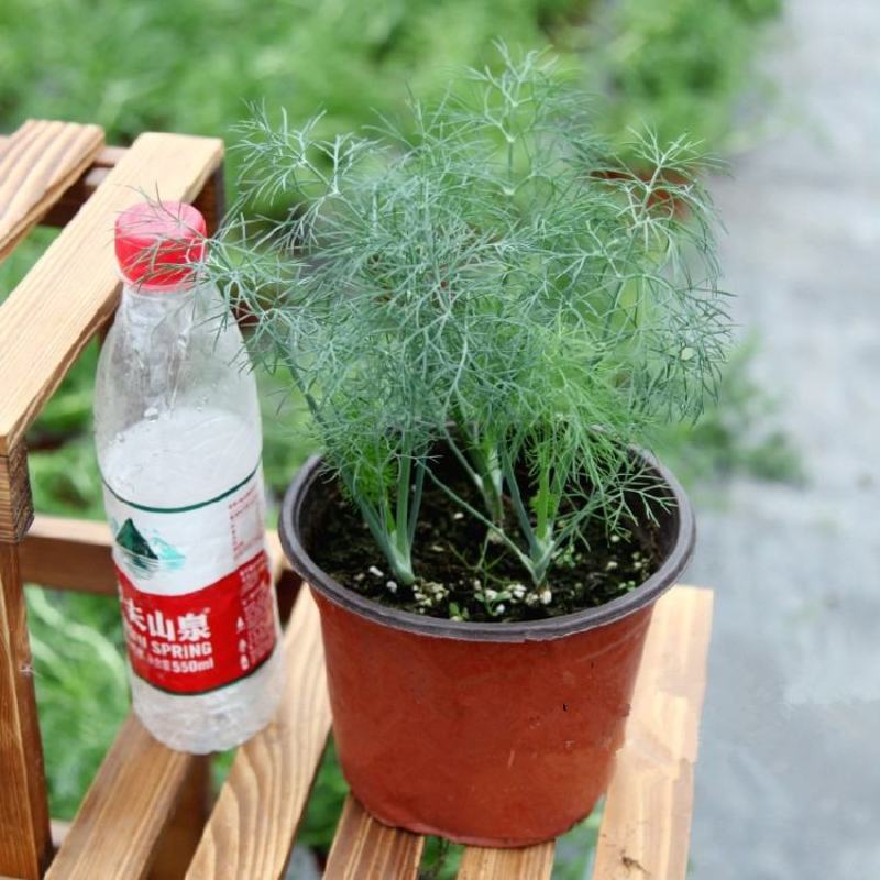 莳萝种子香料种籽香草茴香籽春秋种植香味浓郁