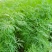 莳萝种子香料种籽香草茴香籽春秋种植香味浓郁