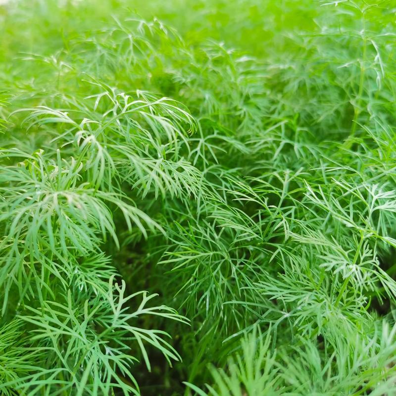 莳萝种子香料种籽香草茴香籽春秋种植香味浓郁