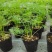 莳萝种子香料种籽香草茴香籽春秋种植香味浓郁