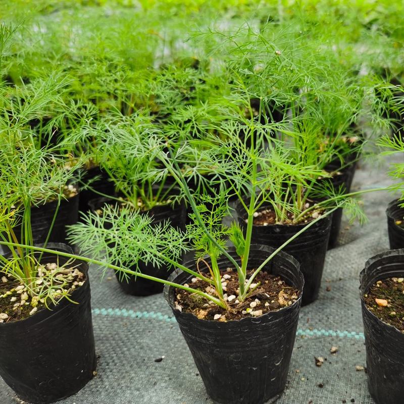 莳萝种子香料种籽香草茴香籽春秋种植香味浓郁