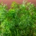 莳萝种子香料种籽香草茴香籽春秋种植香味浓郁