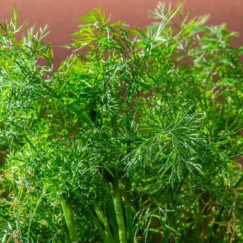 莳萝种子香料种籽香草茴香籽春秋种植香味浓郁