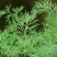 莳萝种子香料种籽香草茴香籽春秋种植香味浓郁