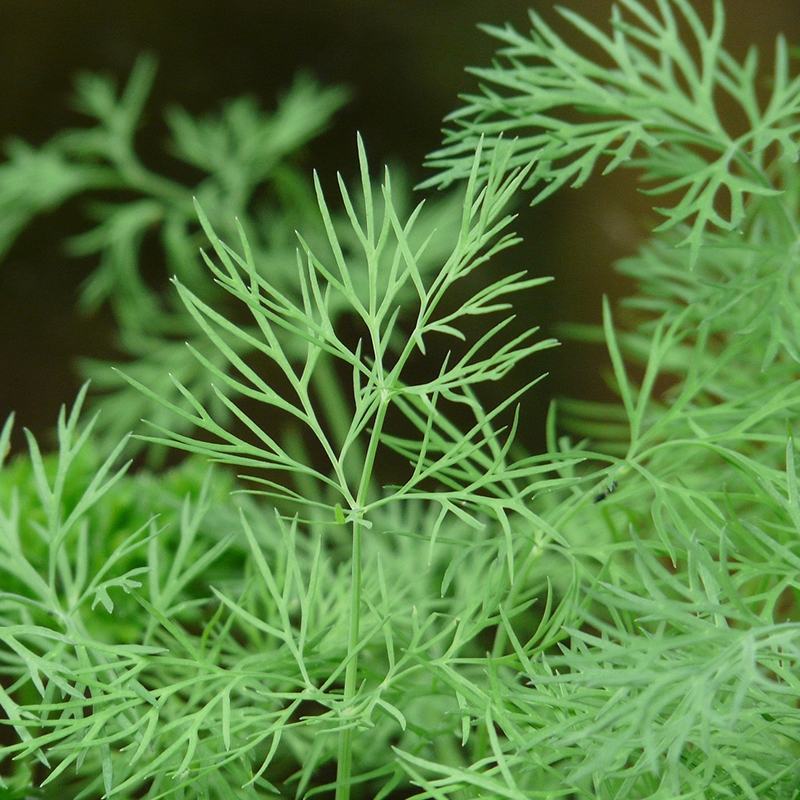 莳萝种子香料种籽香草茴香籽春秋种植香味浓郁