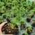 莳萝种子香料种籽香草茴香籽春秋种植香味浓郁