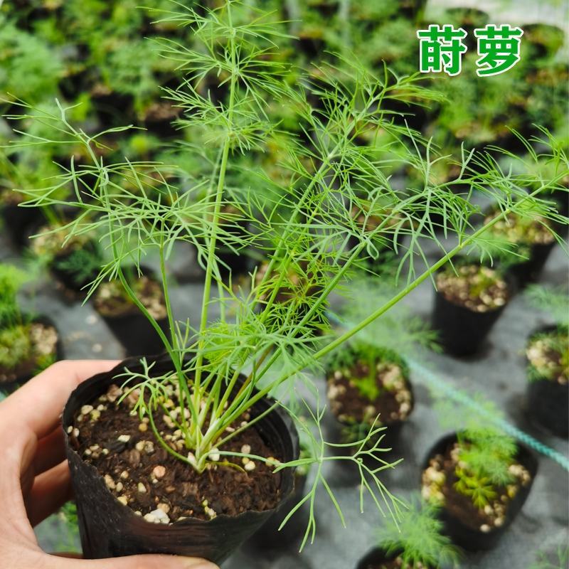 莳萝种子香料种籽香草茴香籽春秋种植香味浓郁