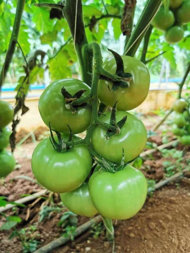 云南西红柿自家基地供应农家种植，量大从优可视频看货