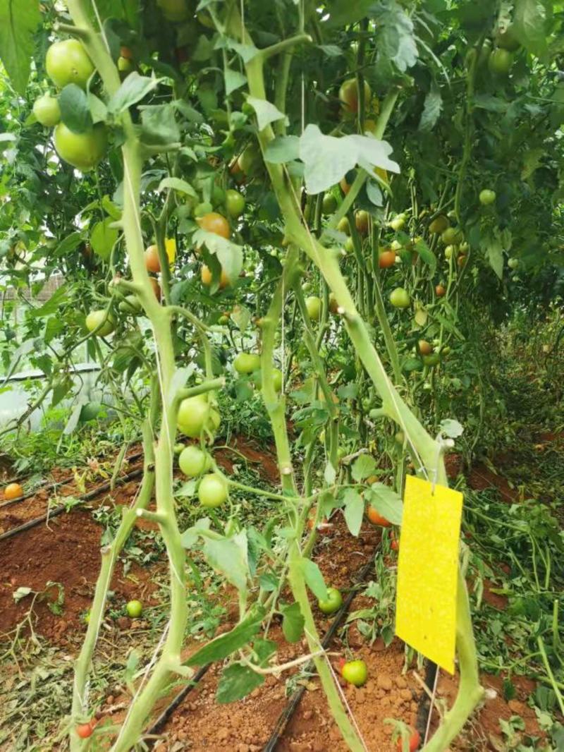 云南西红柿自家基地供应农家种植，量大从优可视频看货