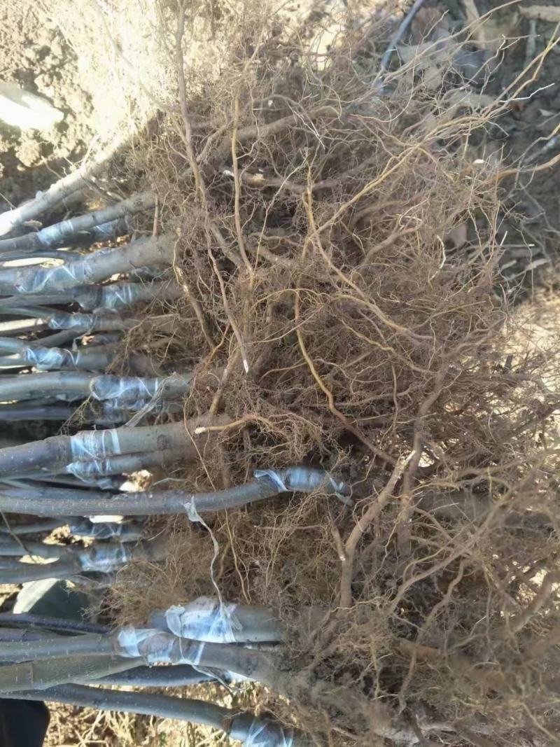 苹果苗华硕苹果苗早熟华硕苹果苗基地直供货真价实