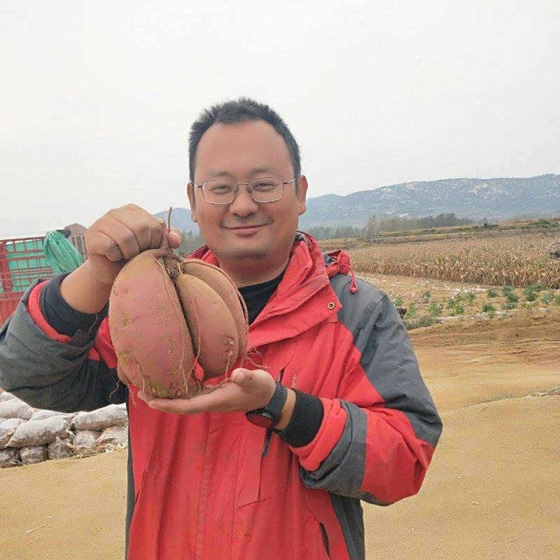 红薯板栗薯济薯二六全国接单产地邹城市
