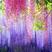 紫藤苗，多紫藤花苗，爬藤盆栽花园围墙庭院攀援植物紫藤树苗