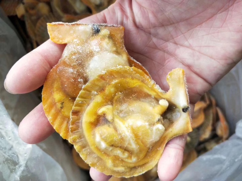 黄金扇贝20斤新鲜冷冻半壳扇贝（360-370个一件）