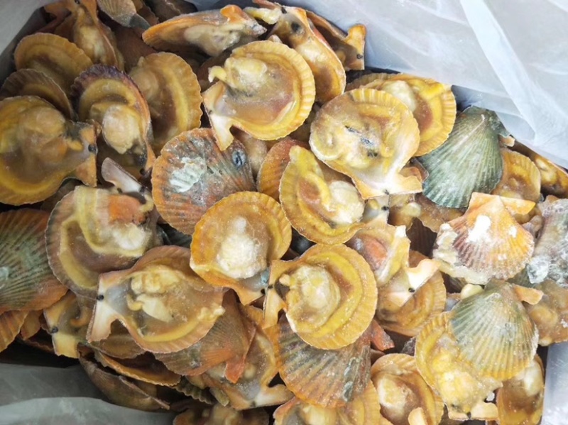 黄金扇贝20斤新鲜冷冻半壳扇贝（360-370个一件）
