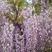 紫藤紫藤植物庭院围墙多花盆栽紫藤，绿植花卉紫藤