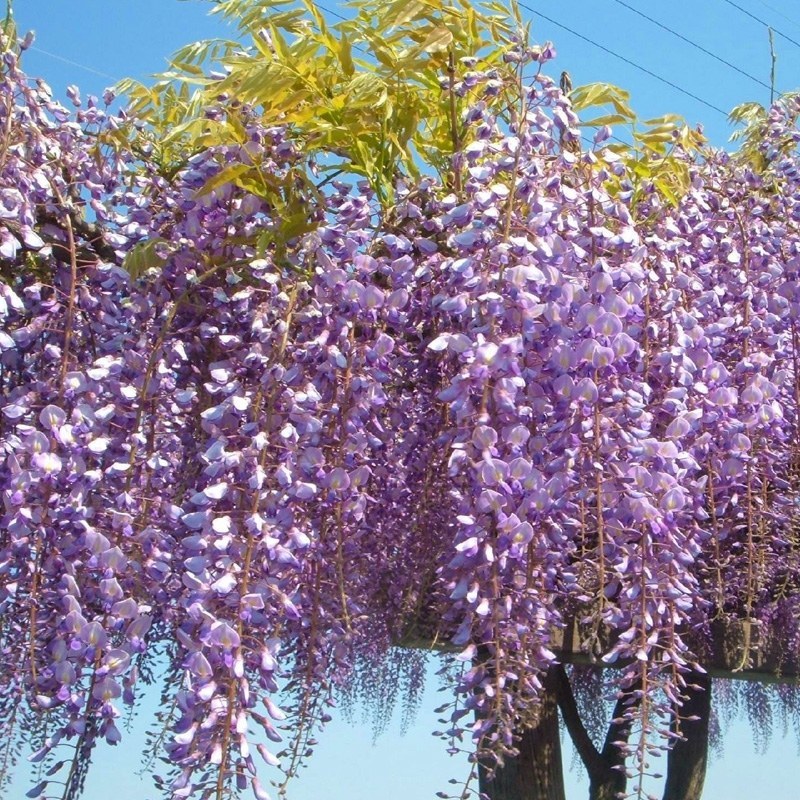 紫藤紫藤植物庭院围墙多花盆栽紫藤，绿植花卉紫藤