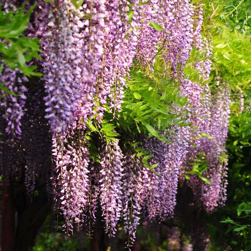 紫藤紫藤植物庭院围墙多花盆栽紫藤，绿植花卉紫藤